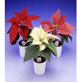 2" Mini Poinsettias in White Pot